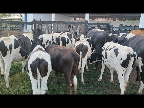 Garrotas e Novilhas holandesas à venda! Fazenda Ouro Verde; Lagoa do Ouro-PE