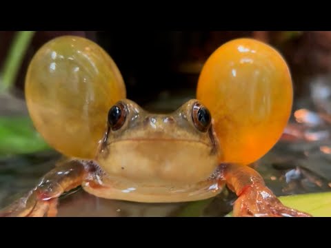 FUNNIEST Wild & Weird Pets 🤣 😍 | August 2025