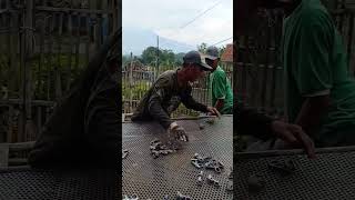 Download lagu s emang edan wae 😆 #lucu #comedy #itikurihleather #ngakak #komedi #funny #hiburan mp3