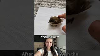 Man Uses ChatGPT to Save Tiny Bird Shaking On Ground | The Dodo