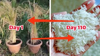 growing rice in a pot / Grow Rice in containers At Home / Gardening ideas / کاشت برنج در گلدان