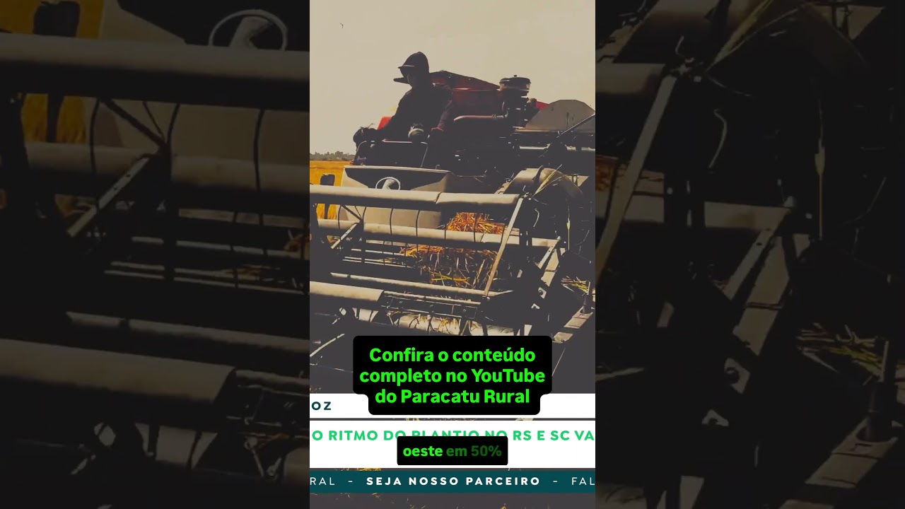 Feijão Nota 9 Acima de R$300, Moinhos Pagando Mais no Trigo e Risco no Arroz.