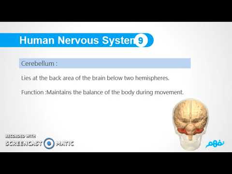 Nervous System ( second part ) - Science - العلوم لغات للصف السادس الإبتدائي - نفهم
