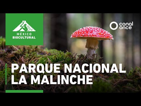 Biocultural Mexico - La Malinche National Park (08/26/2025)