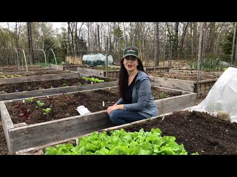 How to Grow Bush Beans: from seed to harvest