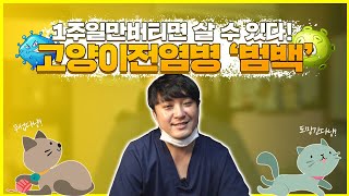 딱 1주일만 버티면 살수있는 위험한 고양이전염병 범백!