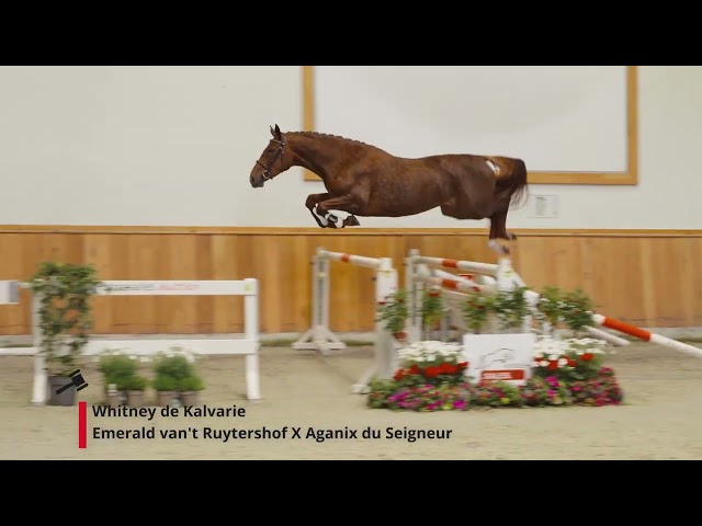 Whitney de Kalvarie (Emerald x Aganix du Seigneur)