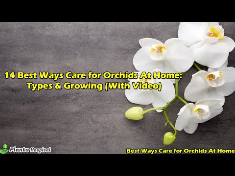 , title : '12 Best Ways Care for Orchids At Home: Types & Growing (With Video)'