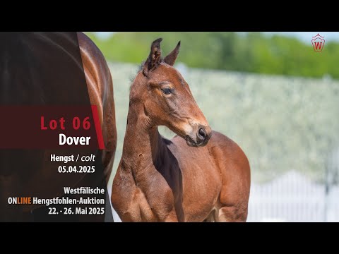 ONLINE Hengstfohlen-Auktion Lot 06 Dover Hengst v. Diamant de Casall - Cornet Obolensky