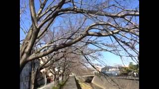 Bloom Cherry blossoms in 6 seconds.