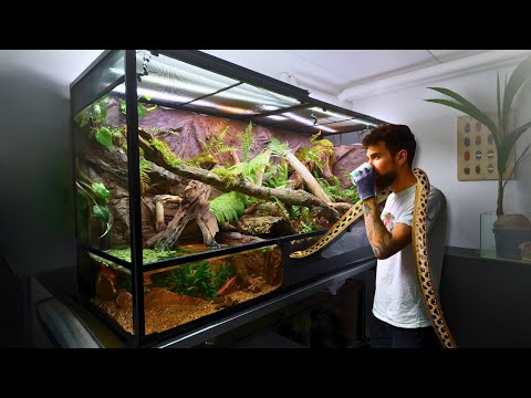 I Built a Huge Naturalistic Jungle Paludarium for my Rainbow Boa