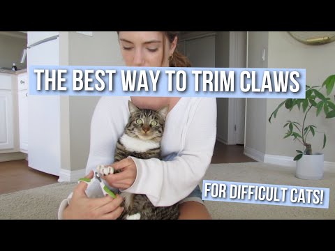 How to Trim Your Cat's Claws at Home (Easy and Fast!)