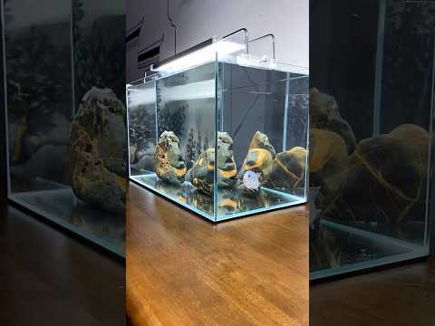 Super Awesome Aquarium Filters #fishaquarium #fish #fishtanksetup #trending #aquariumfishtank #viral