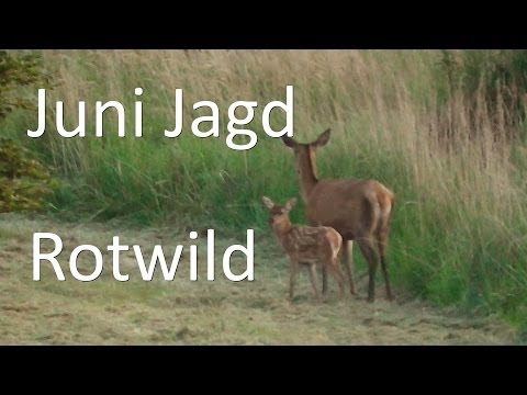 Jagd im Juni - Sommerjagd auf Rotwild Teil 1