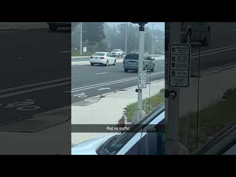 Gainesville Rat Playing Real Life Frogger || ViralHog