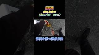 超簡単！釣った魚（カンパチ　37㎝）を鮮度を保つ方法で保存してみた。#shorts #釣り #ショアジギング