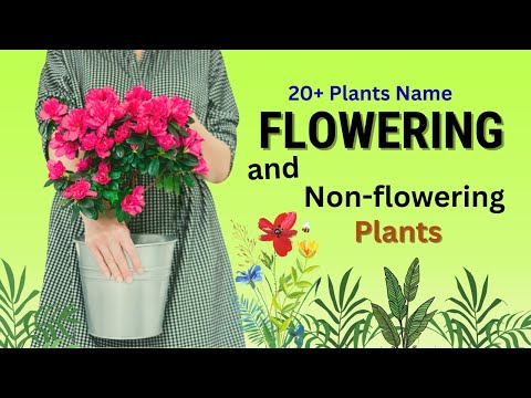 20+ Plants name | Flowering and non-flowering plants | Indoor plants | Outdoor plants