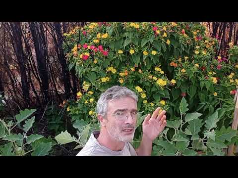 , title : 'Planta ornamental  muy FLORIDA en nuestro Huerto. Mirabilis Jalapa'