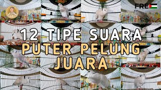 Download lagu 12 Macam Tipe Suara Puter Pelung Manakah Yang Paling Bagus Menurut Anda Lur ❓ mp3 Download lagu 12 Macam Tipe Suara Puter Pelung Manakah Yang Paling Bagus Menurut Anda Lur ❓ mp3