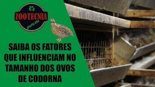 Saiba os fatores que influenciam no tamanho dos ovos de codorna