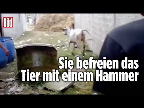 Dorfbewohner finden Kuh in Keramik-Topf | Kambodscha