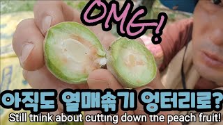 아직까지 적과를 그러고 계시면 어떻게합니까? Still think about cutting down the …