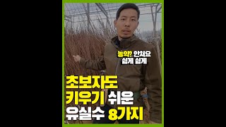 초보자도 키우기 쉬운 과일나무  8가지 #숏츠 #shorts