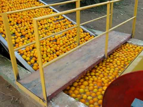 Smitko Packhouse 3.AVI