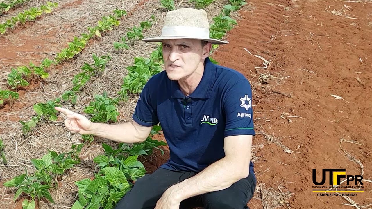 Herbicida na Cultura de Feijão (ethoxysulfuron)