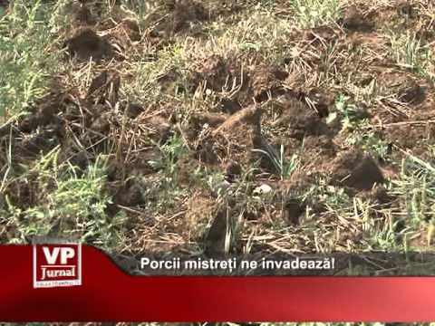 Porcii mistreți ne invadează!