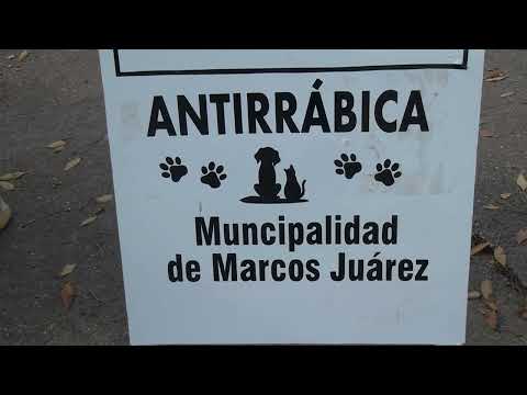 Marcos Juárez: Vacunación antirrábica en la ciudad