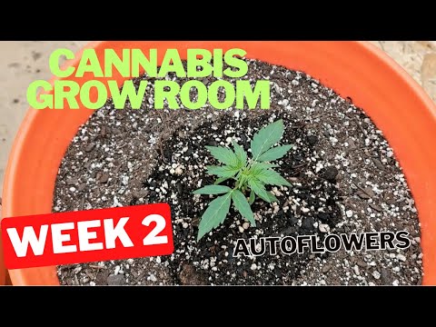 Cannabis Grow Room: Auto Flowers Week 2