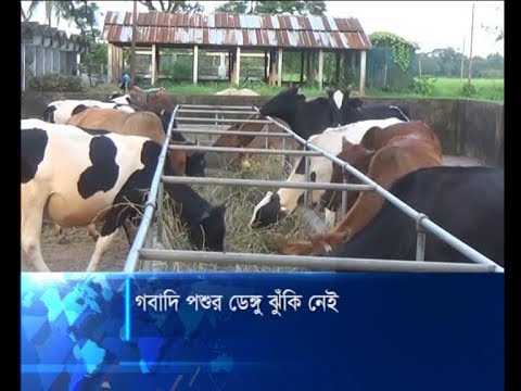 গবাদি পশুর ডেঙ্গু ঝুঁকি নেই