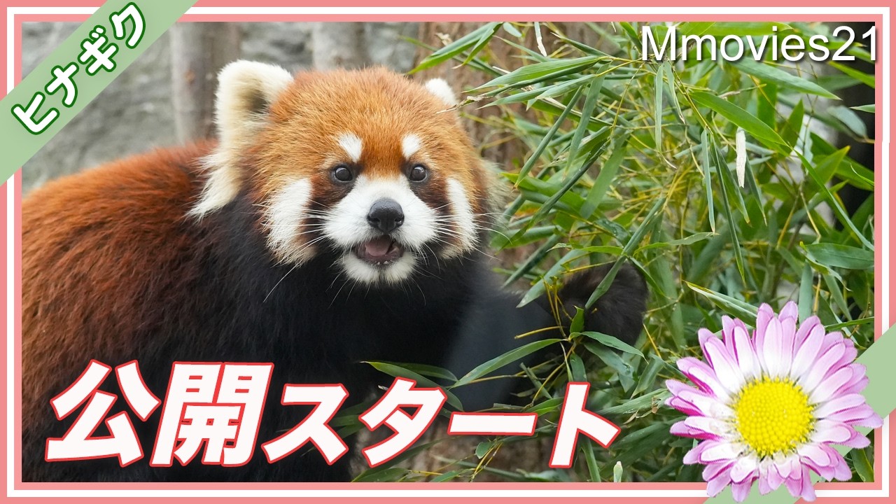 【公開】シセンレッサーパンダ「ヒナギク」円山動物園に来園〜Hinagiku the Red Panda