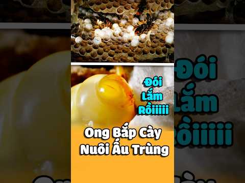 Ong Bắp Cày Săn Ong Mật Làm Viên Thịt Nuôi Ấu Trùng | Hornet Bee Hunt.