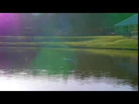 bird flying over pond tracking shot