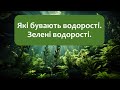 Біологія 7 клас Балан . §13 Які бувають водорості. Зелені водорості