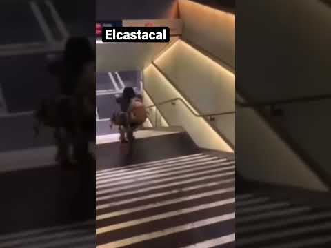 Caídas divertidas. Caídas graciosas. Golpes divertidos y graciosos. #caída #humor #risas #lol