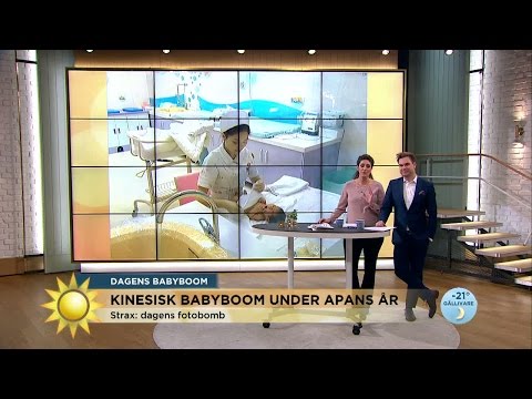 Apans år - vilken babyboom! - Nyhetsmorgon (TV4)