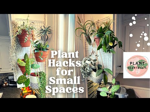 House Plant HACKS / Styling and Decor for Small Spaces! Plant Tour with names