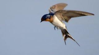 Download lagu TERAPI SUARA BURUNG WALET UNTUK MENGHILANGKAN SETRES mp3