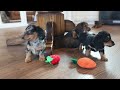 Dachshund dogs for sale: Dash - CHRISTMAS PUPPY! - Video 1
