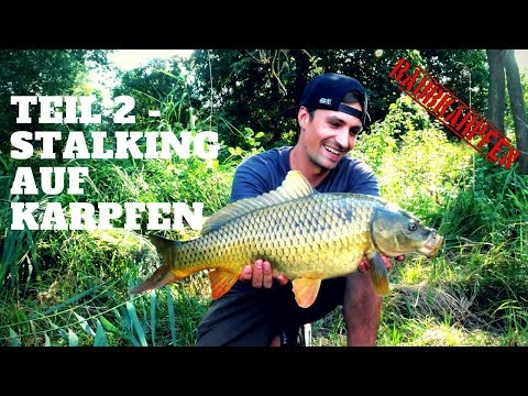Es ist passiert...! - Stalking auf Karpfen Teil 2