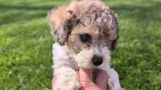 Video preview image #1 Poodle (Toy) Puppy For Sale in NOTTINGHAM, PA, USA