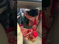 भाई बहन का प्यार ️ Shorts Bidai Wedding Bhai Love