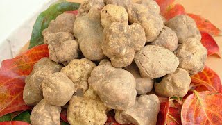 preview picture of video 'White truffles, International Truffle Market, Alba, Piedmont, Italy, Europe'