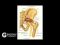 Gateway Minute- Piriformis Syndrome 