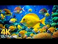 The Best 4K Aquarium Dive Into The Mesmerizing Underwater Realm Sea Jellyfish Coral Reefs