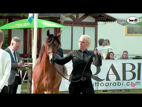 N 1 MARAJJA WZA   Strohen 2021 European C Show   Yearling Fillies Class 3