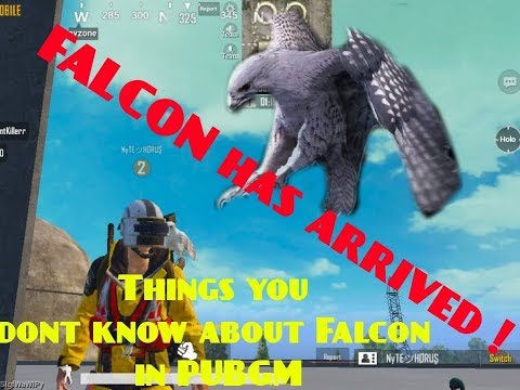 Secret locations to get Falcon Bird Companion I Egg hatch tips and tricks I Horus Gaming l